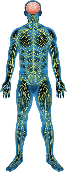 SALA Biomechanical Scanner